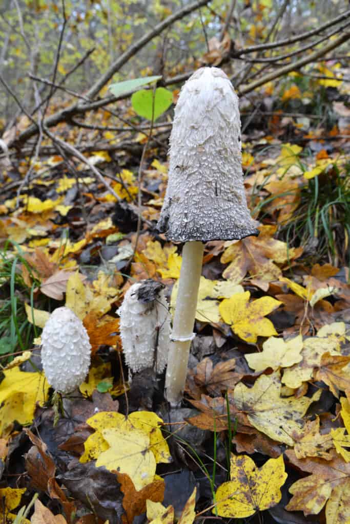 Shaggy Mane or Lawyer's Wig Mushrooms on forest floor.