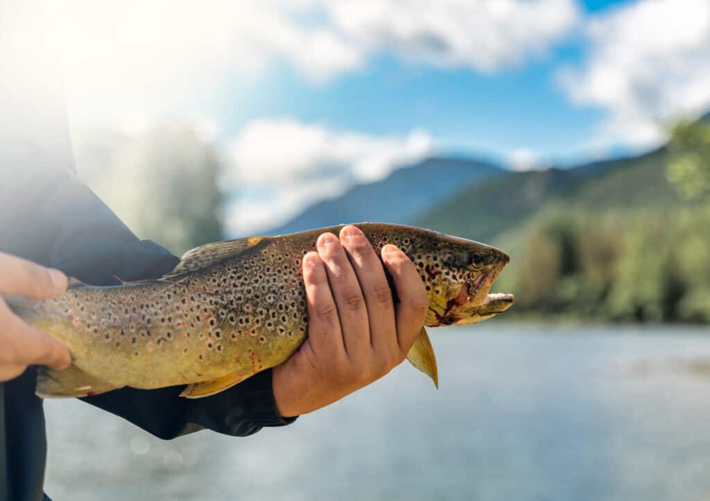 Cá hồi ở Montana
