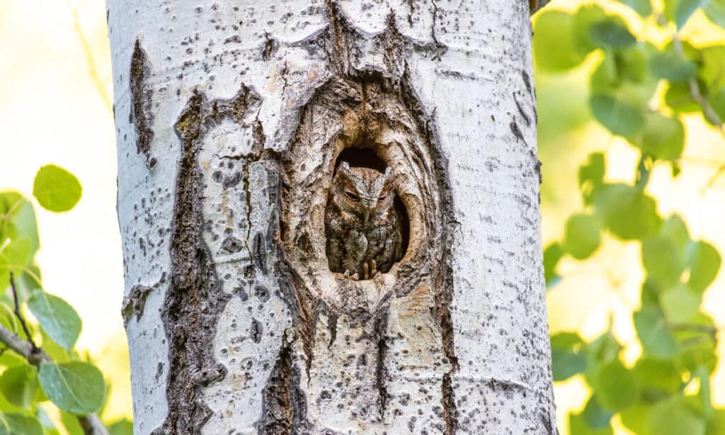 Flammulated Owl