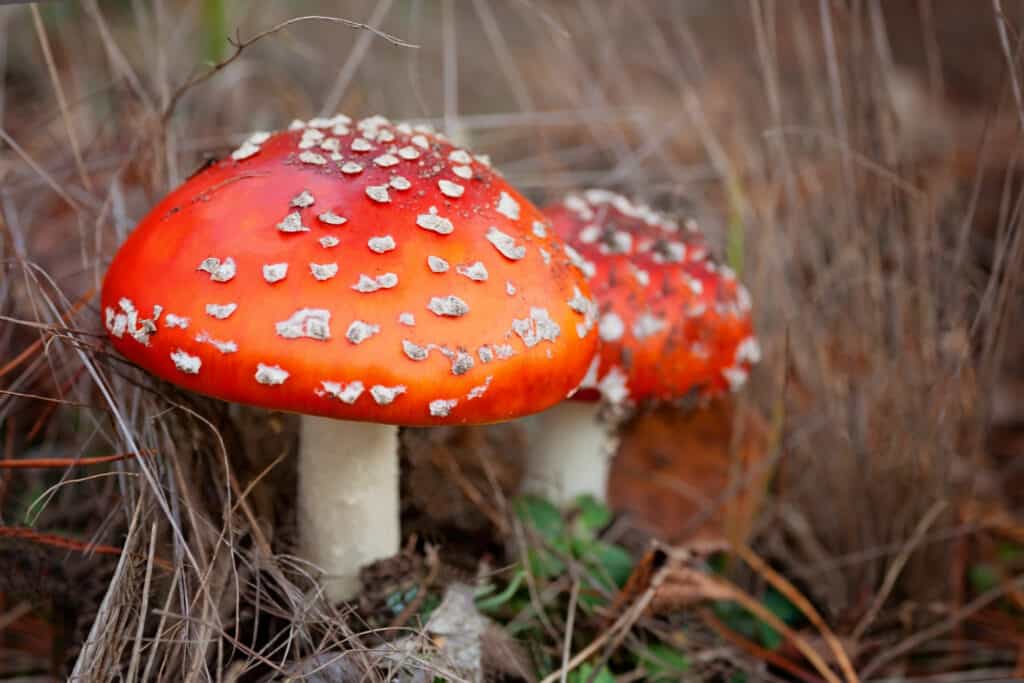 Amanita muscaria (fly agaric) poisonous or hallucinogenic mushrooms