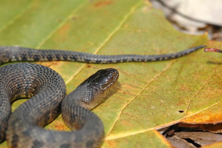 Discover the Largest Mississippi Green Water Snake Ever Recorded - A-Z ...