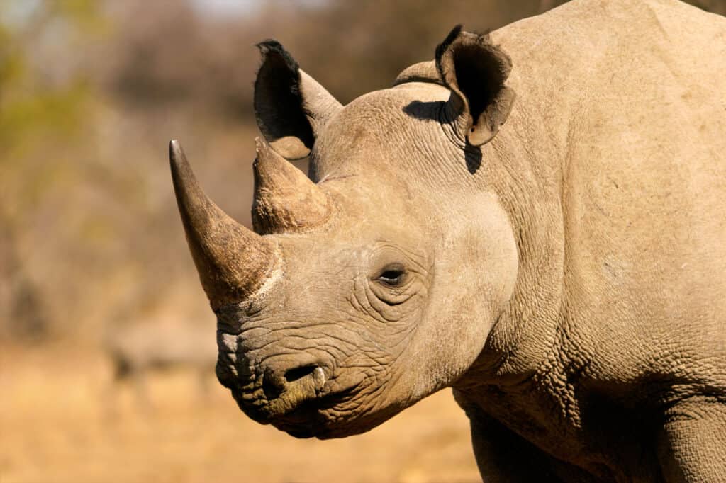 Western Black Rhinoceros