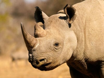A 10 Extinct Animals of Africa 