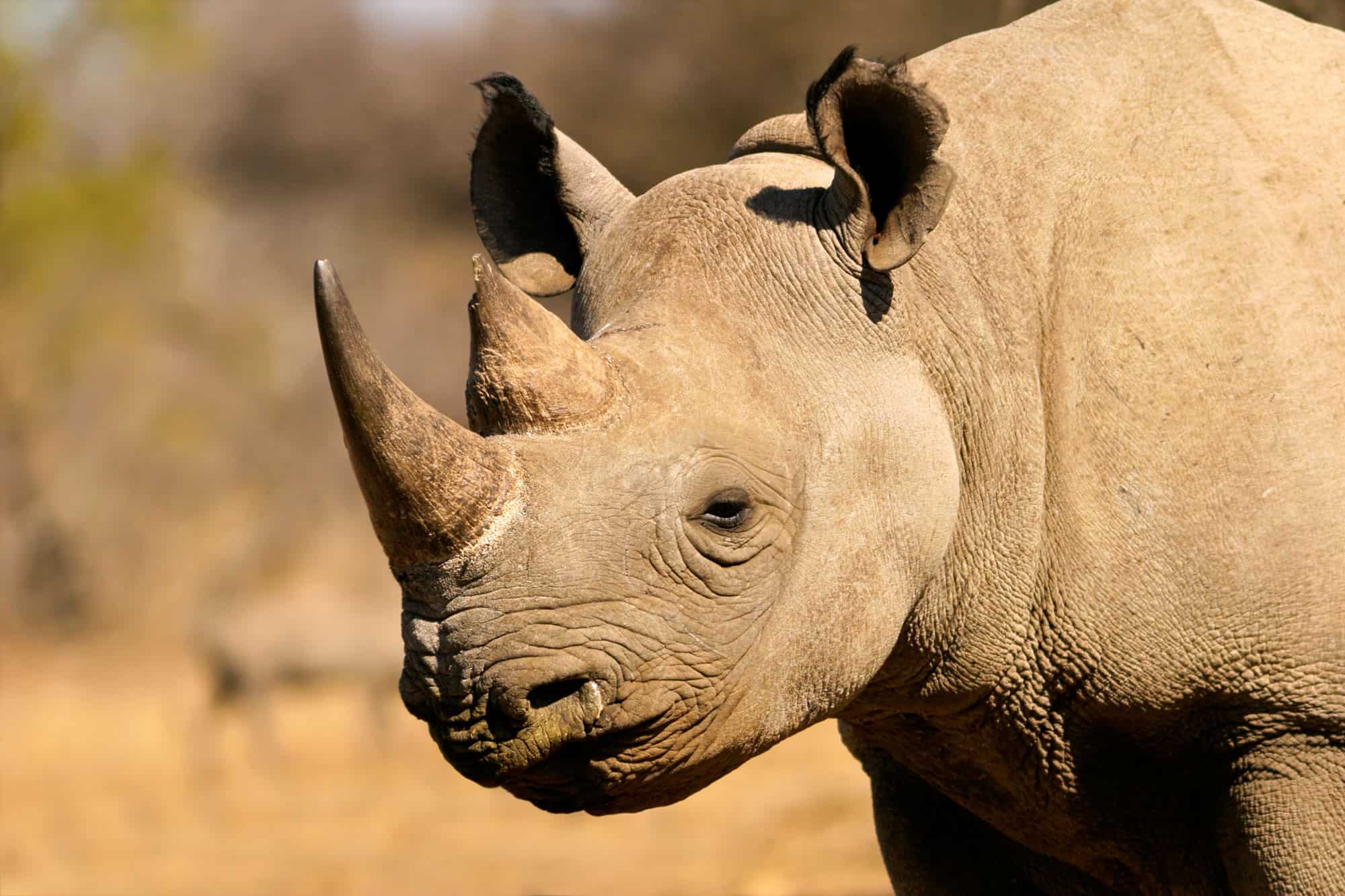 Discover the 3 Extinct Types of Rhinos - AZ Animals