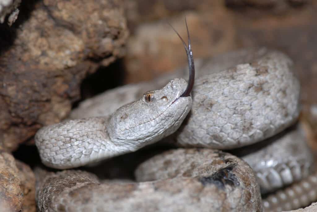 New Mexico Ridgenose Rattlesnake