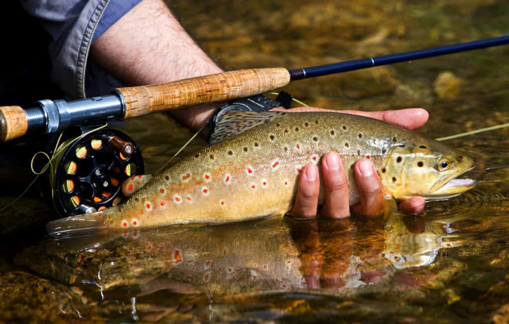 A person holding a brown trout. 