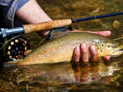 A The 9 Best Fishing Spots in Montana This Summer