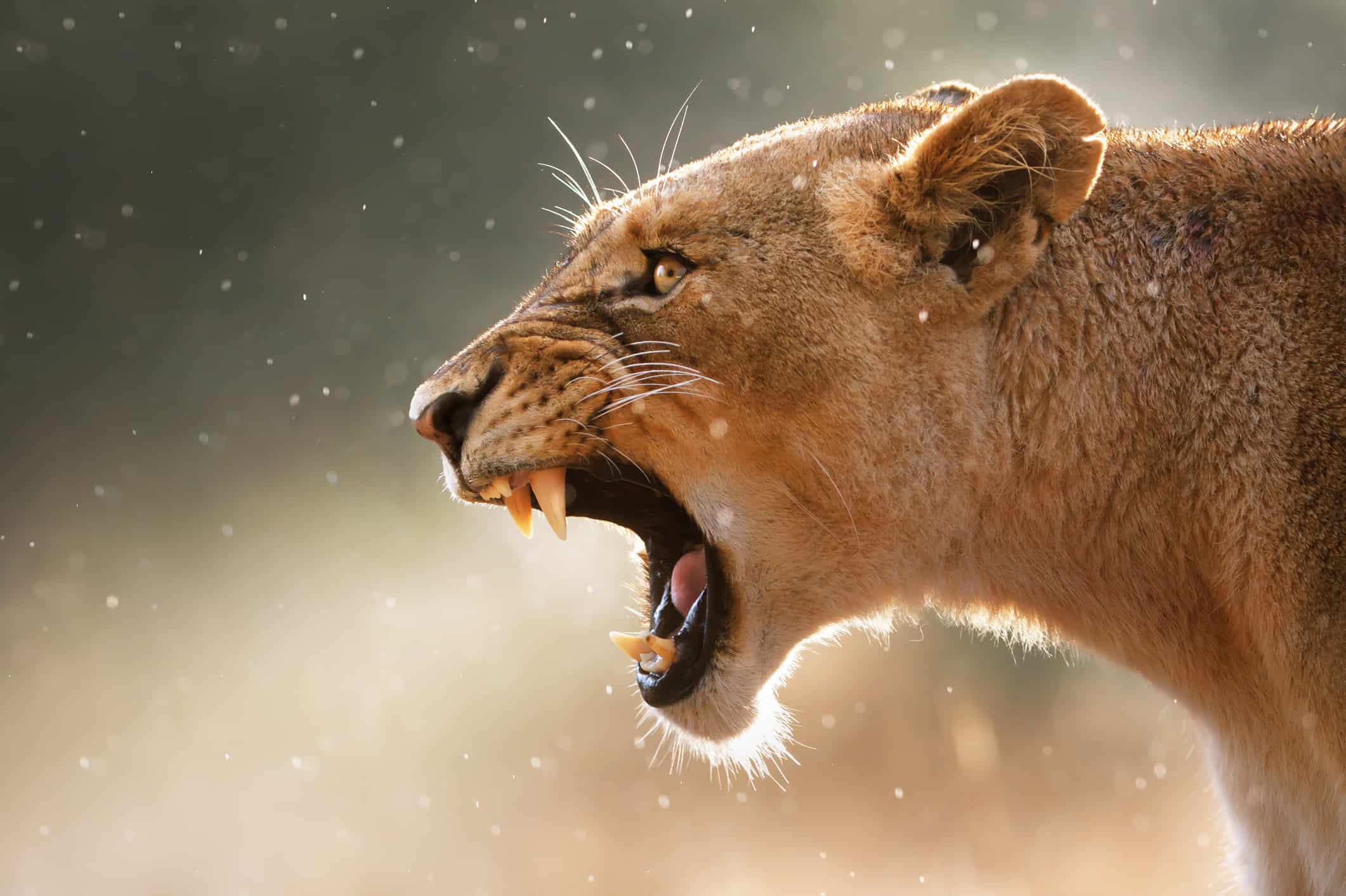 Lion Displays Teeth