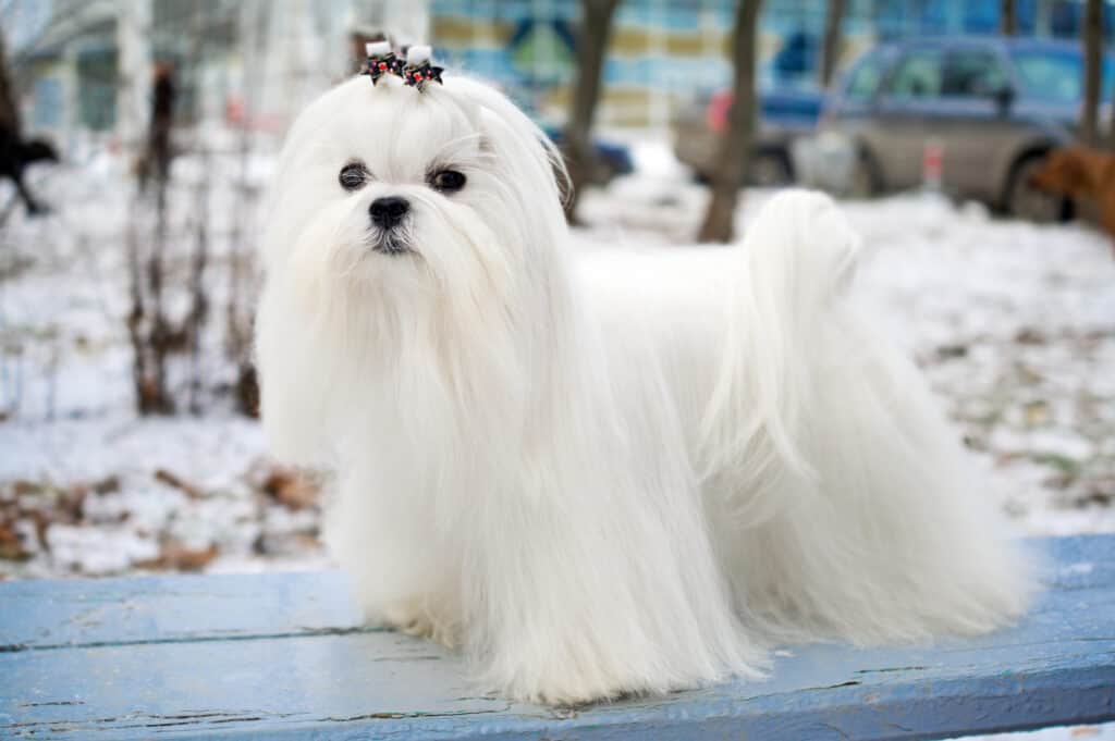 Maltese dog with long hair.