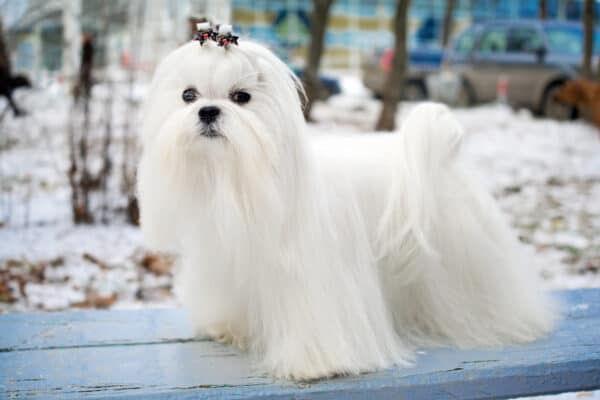 Maltese are noble dogs with affectionate and lively personalities.