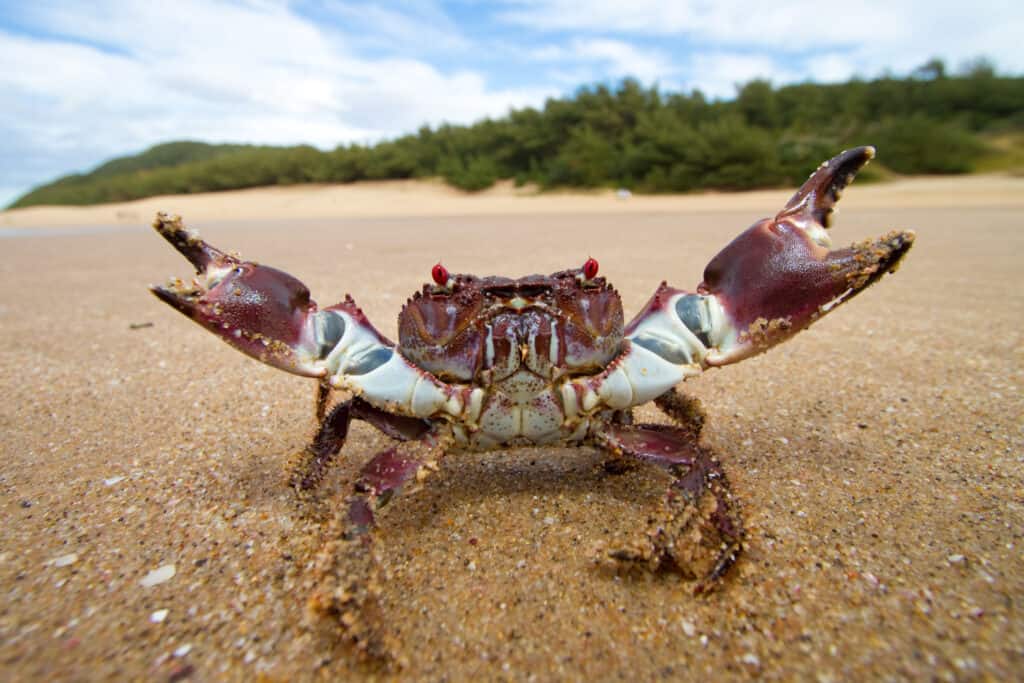 Aggressive Crab
