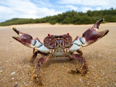 A Crab Quiz: What Do You Know About These Crustaceans?