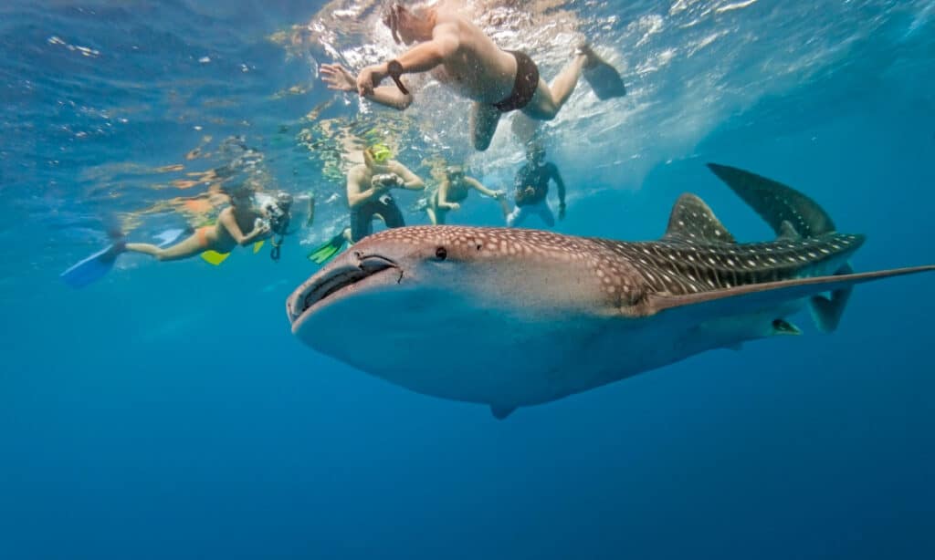 whale shark