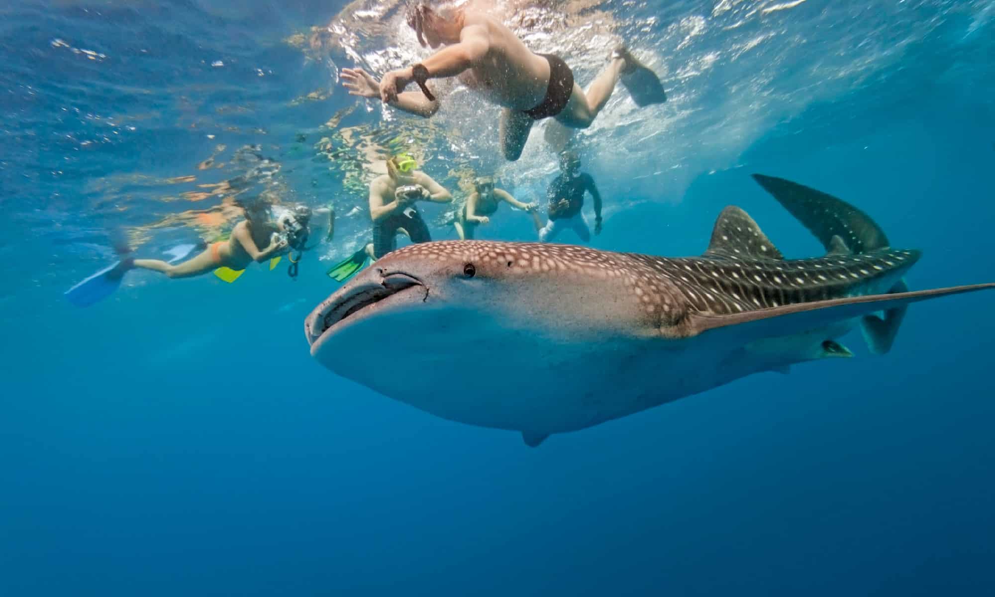 Китовая акула фото с человеком