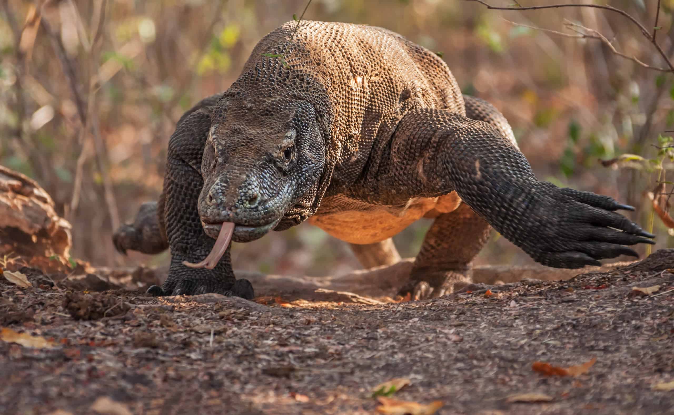 Watch a Dangerous Komodo Dragon Take Down a Massive Buffalo With Just ...