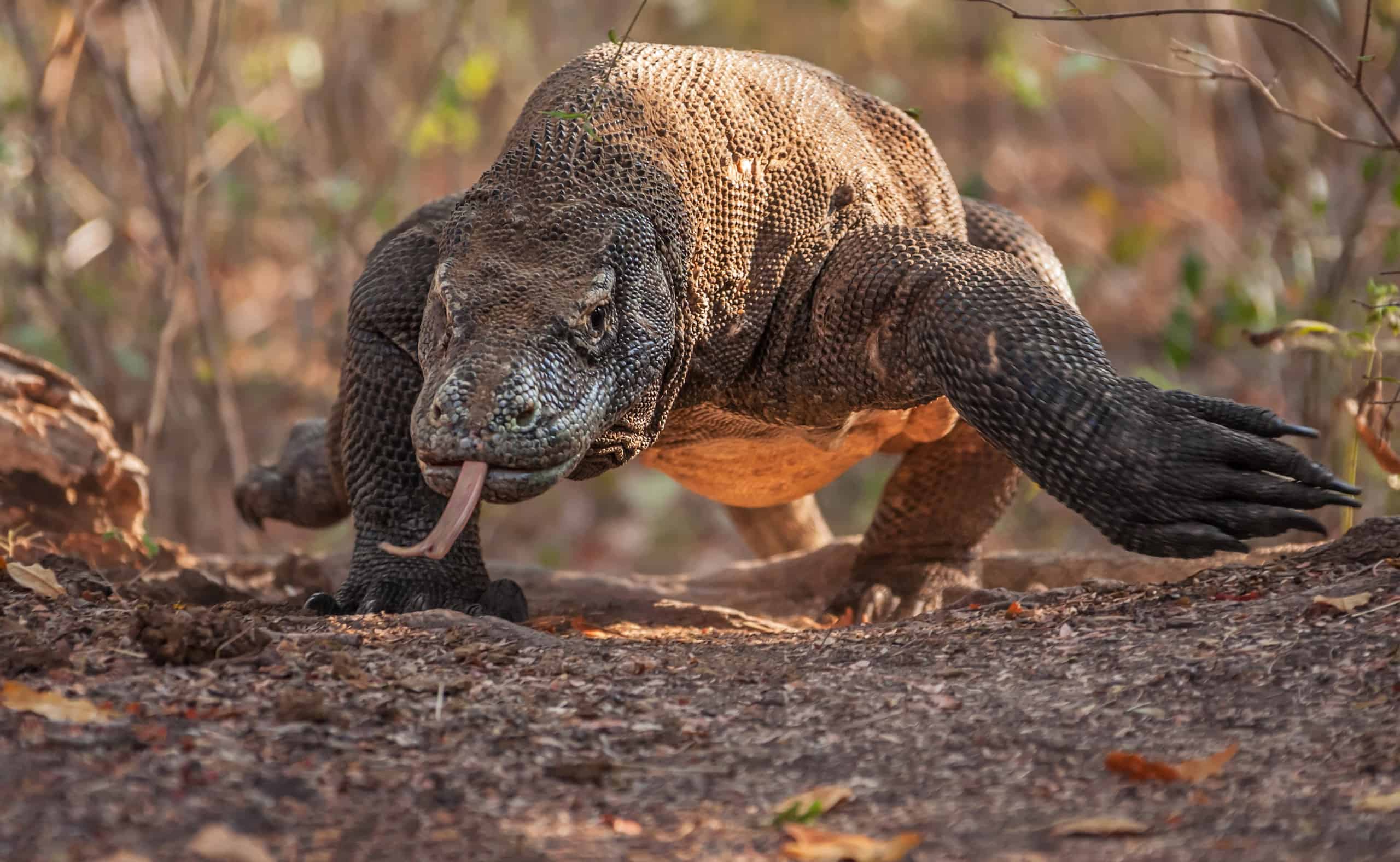 Massive Komodo Dragon Engulfs an Electric Eel in a Matter of Moments