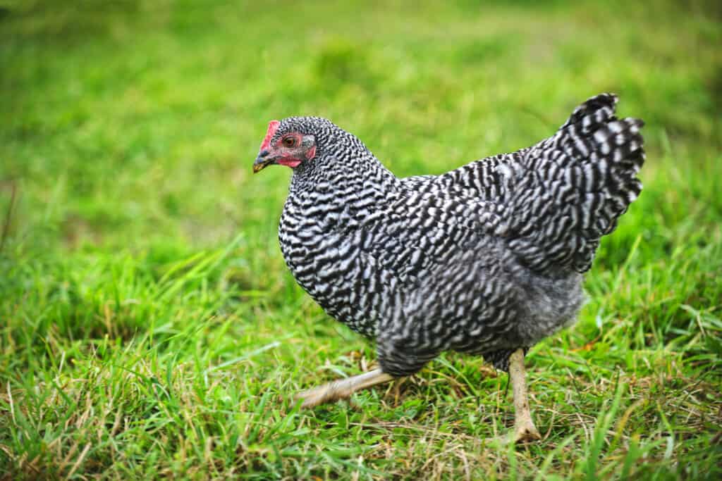 Plymouth Rock chicken walking on grass