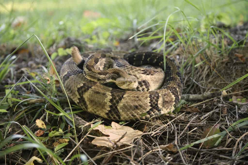 Timber Rattlesnake coiled on ground. - Dangerous Animals in West Virginia