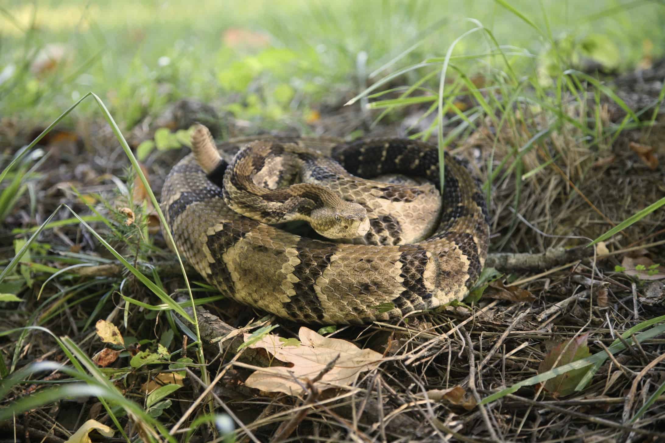 Timber rattlesnakes coiled around the ground.