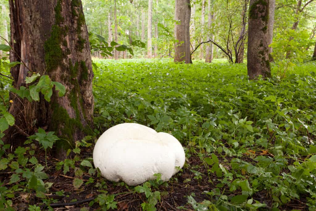 Giant Puffball Mushroom next to tree.