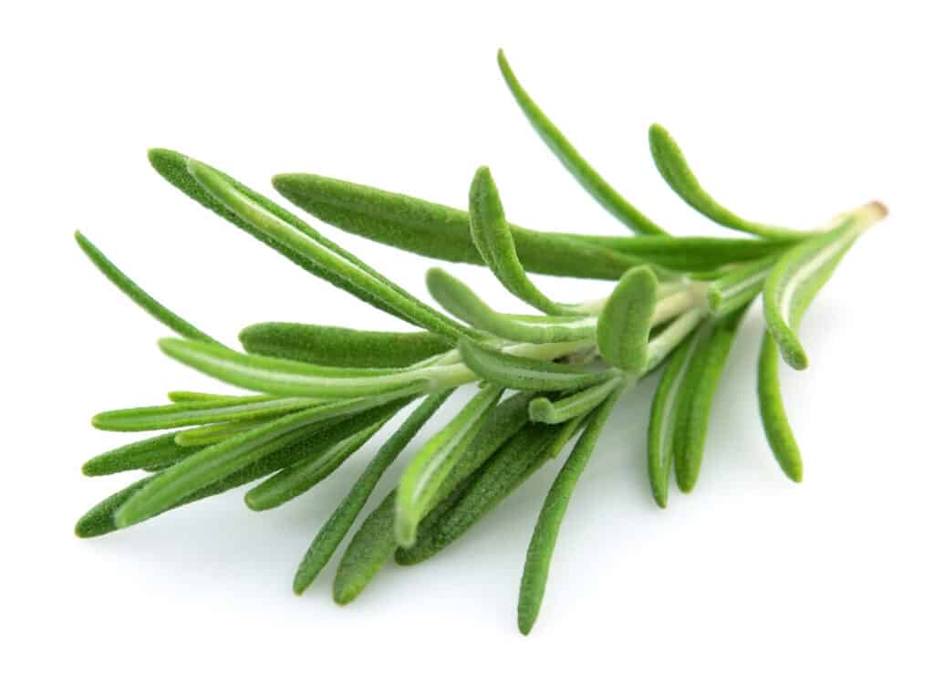 Rosemary is a woody herb