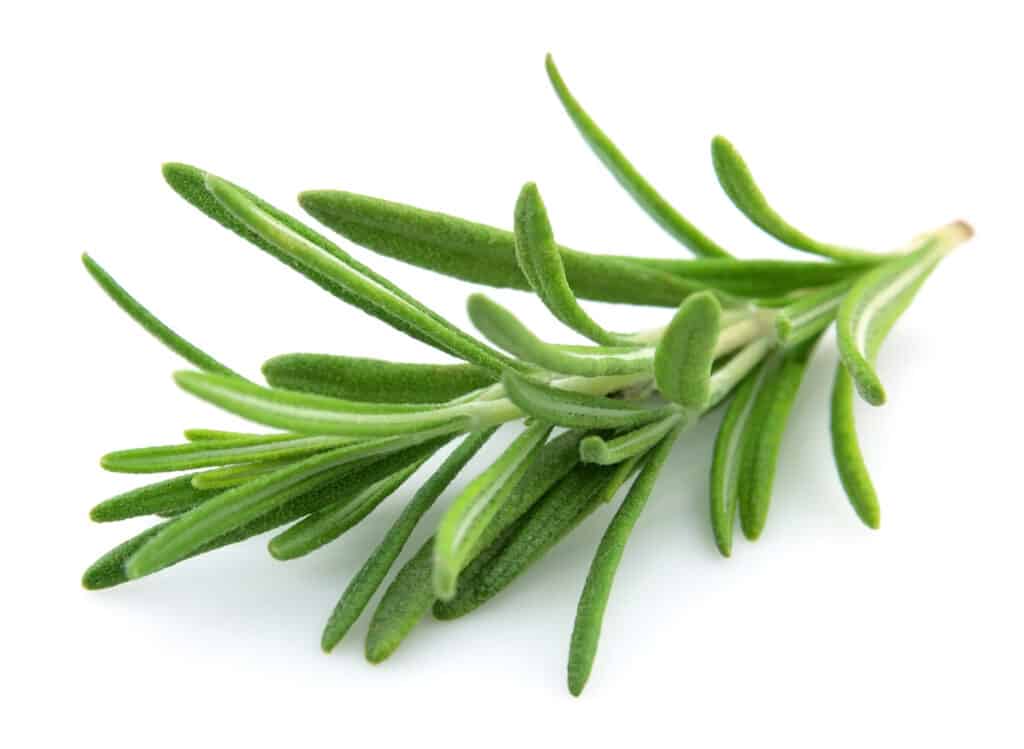 Twig of rosemary on a white background