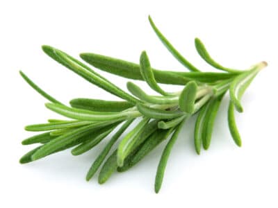 A How to Grow Rosemary: Your Complete Guide