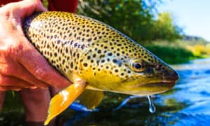 The Largest Brown Trout Ever Caught in Michigan was a Stunning Record-Breaker photo