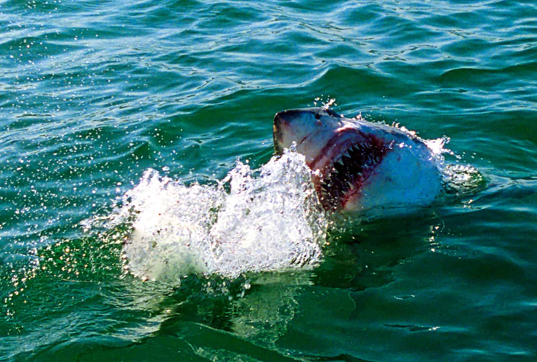 Huge Great White Shark Almost Picks Man Off Boat Just Off The Coast In ...