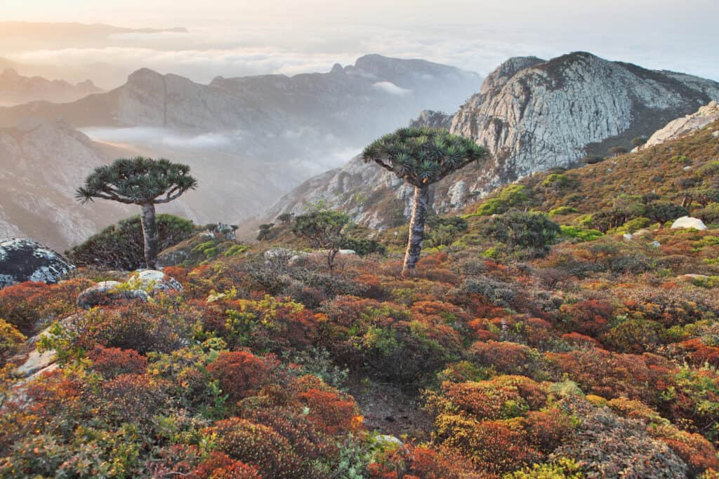 Socotra Landscape