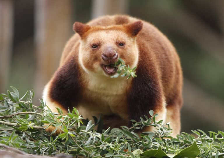 Tree Kangaroo Eating