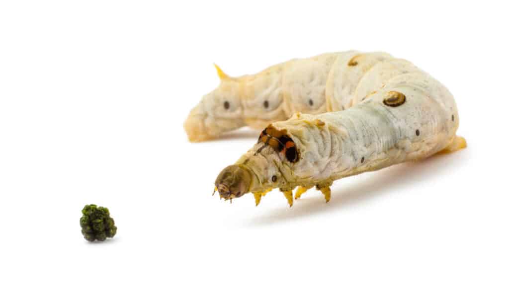 Silkworm poop