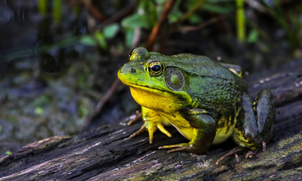 American Bullfrog