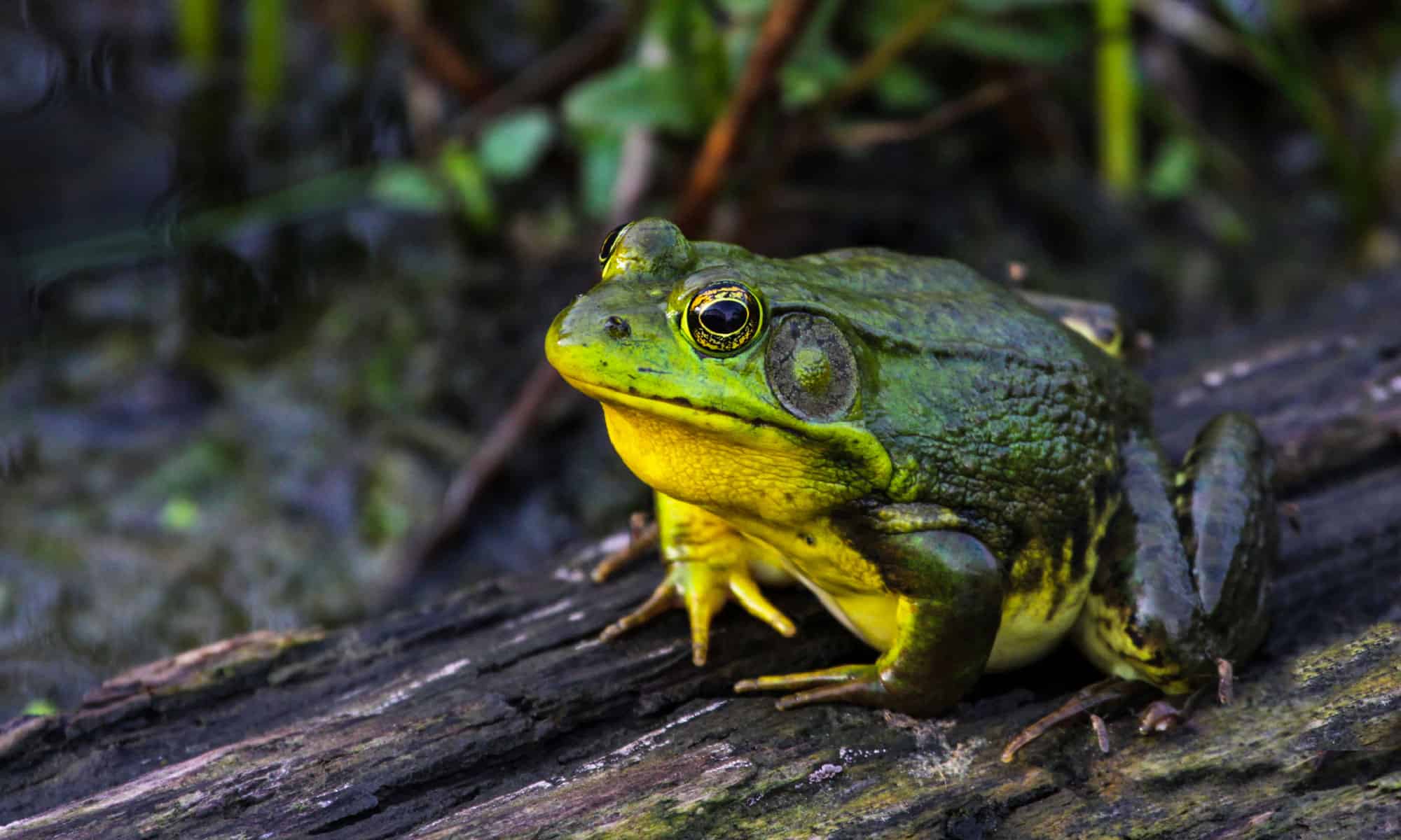 Frog Spirit Animal Symbolism & Meaning - AZ Animals
