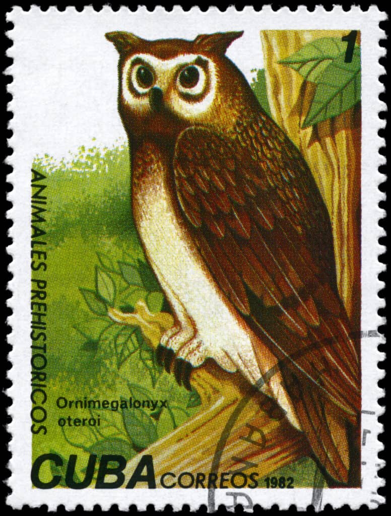 extinct owls