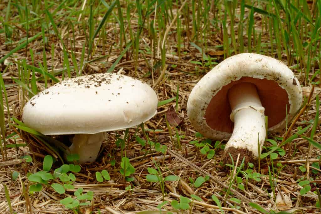 Field Mushroom or Meadow Mushrooms