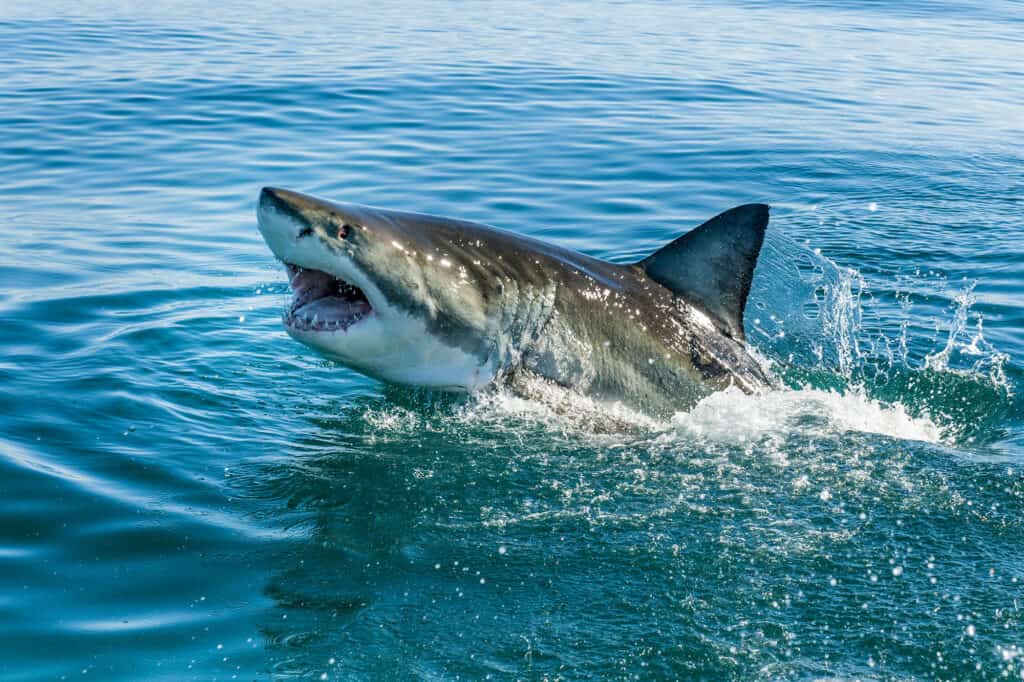 Deadliest animal in California - great white sharks