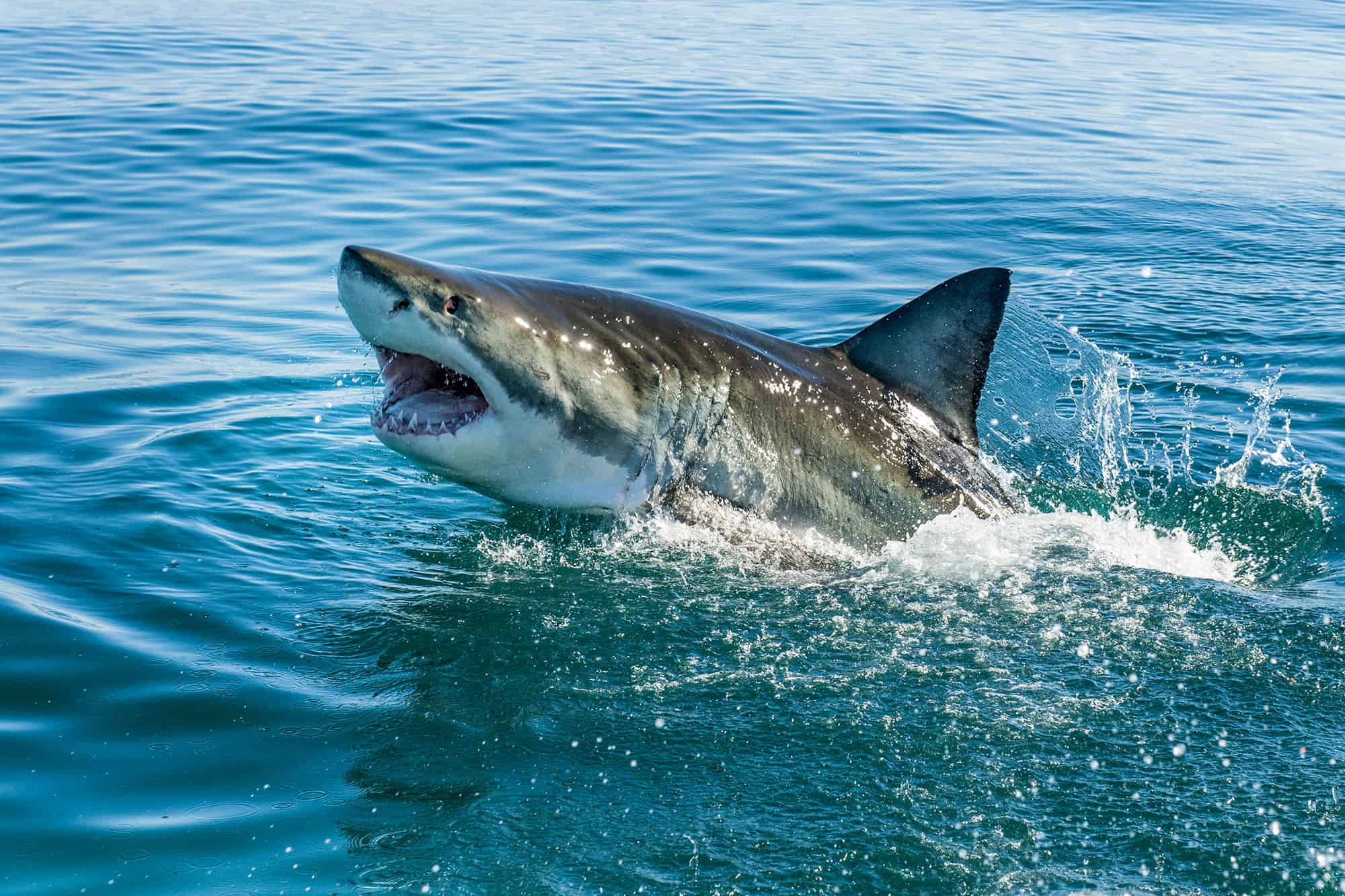 Great white shark revisits the Carolinas