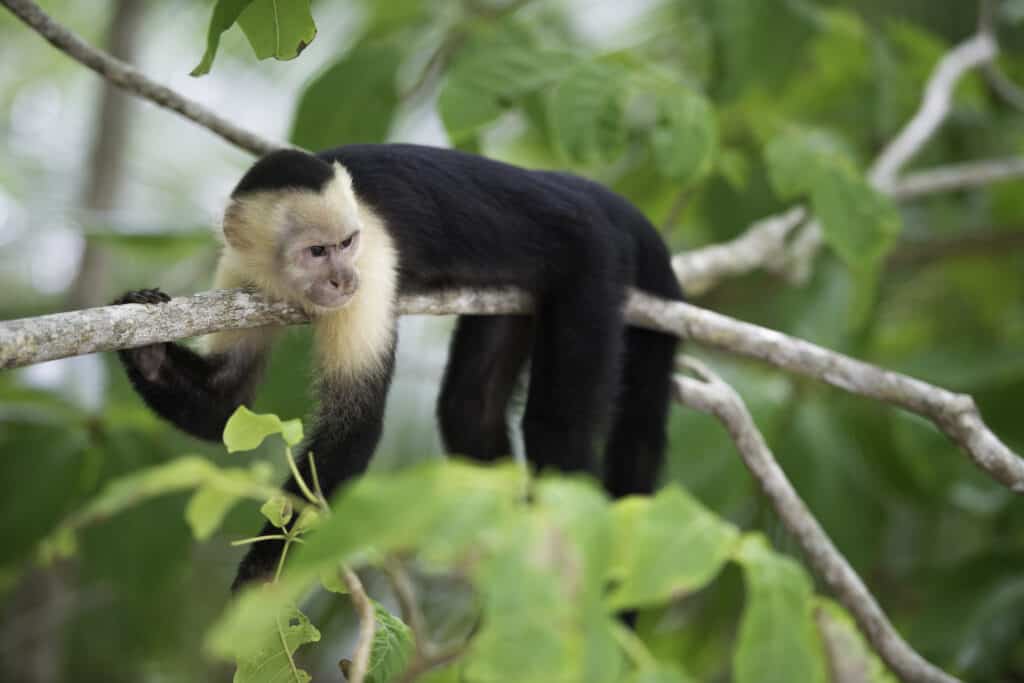 Capuchin monkey