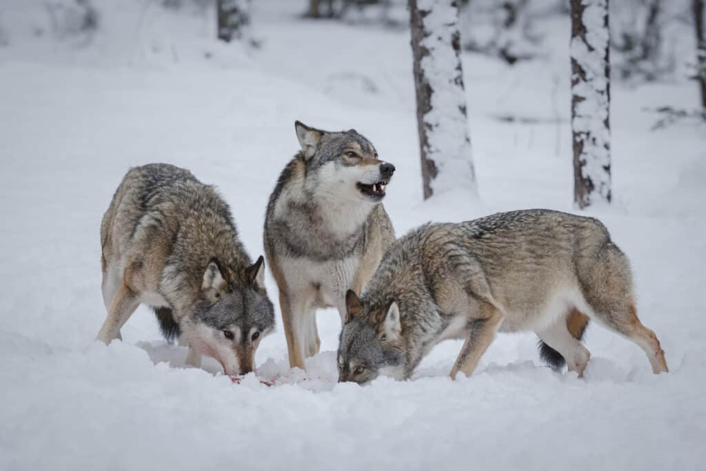 Grey Wolves in Snow