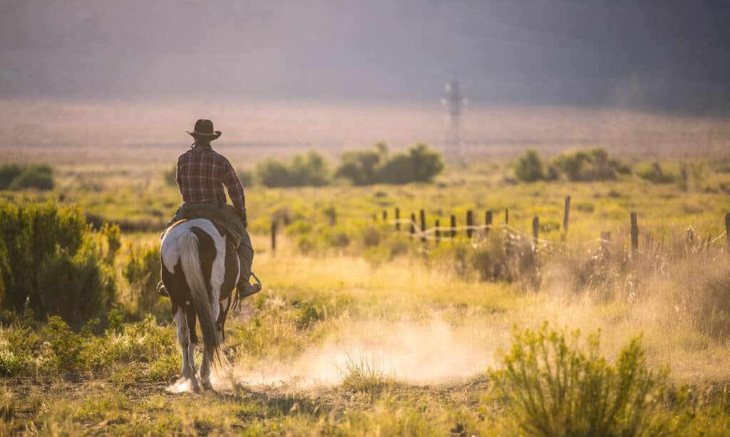 Cowboy Horse