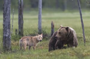 Camera Catches a Grizzly Bear and Wolf Team Up to Sneak Attack a Moose and Her Calf photo