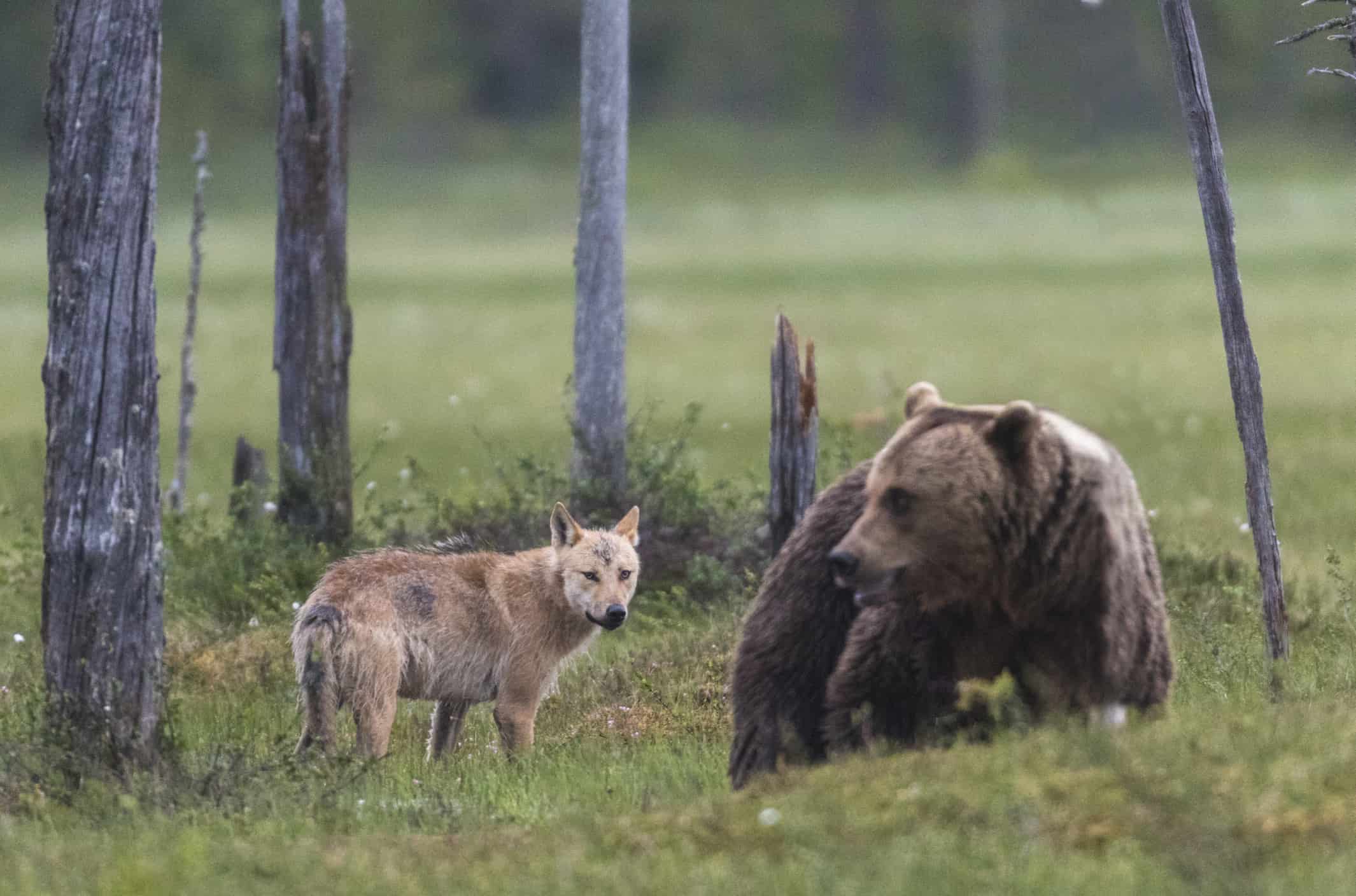 Camera Catches A Grizzly Bear And Wolf Team Up To Sneak Attack A Moose