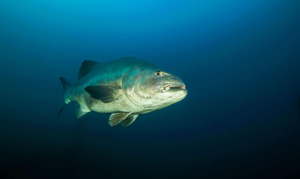 When Was the Largest Giant Sea Bass Caught?