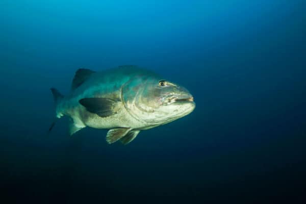 Black Sea Bass are hermaphroditic fish.