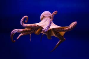 What Is a Group of Octopuses Called? Picture