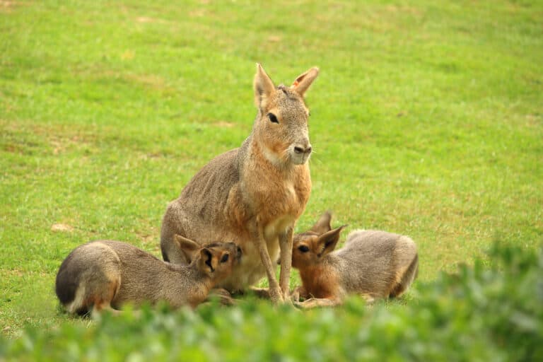 Patagonian Mara babies suckling from their mother