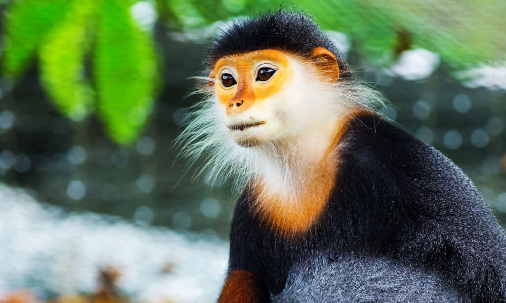 9 Most Beautiful Monkeys In The World - AZ Animals
