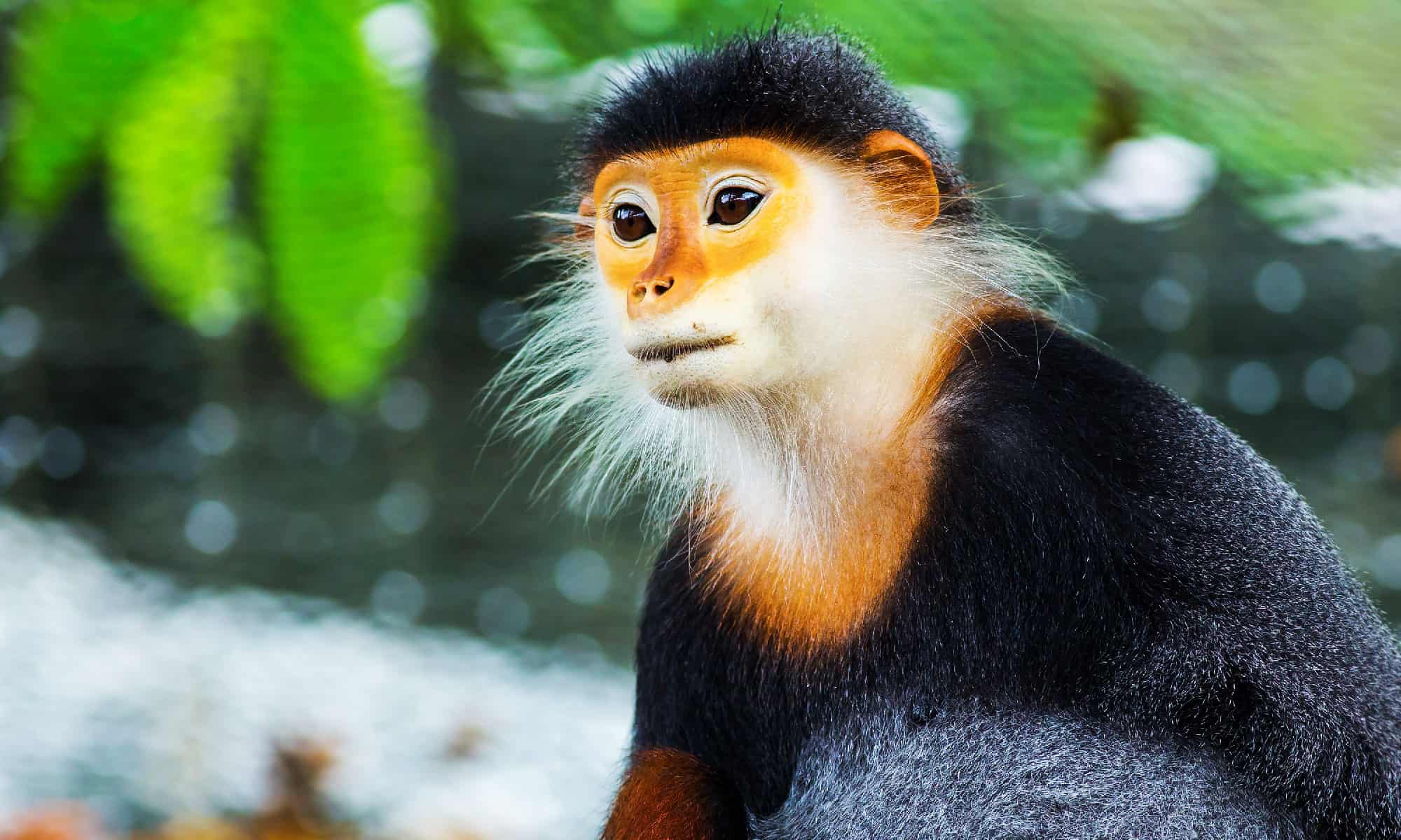 9 Most Beautiful Monkeys In The World