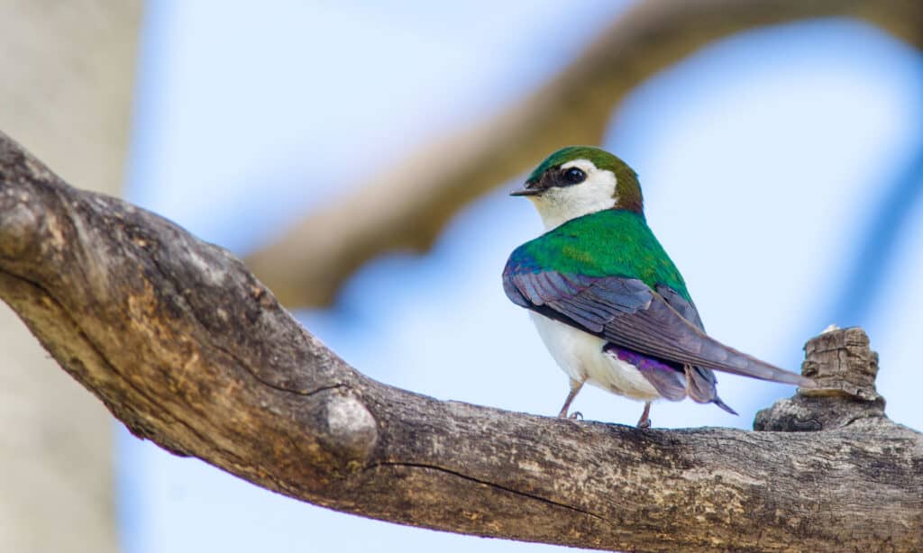 Violet-green Swallow